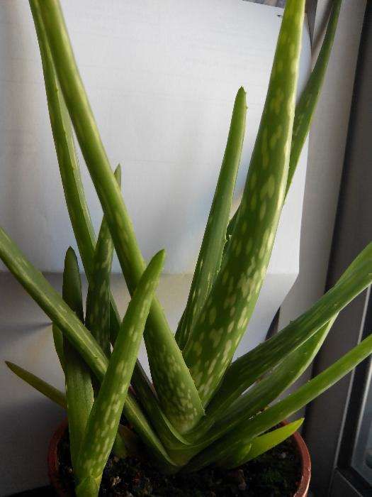 Planta Aloe Vera
