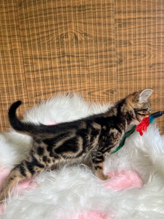 Хлопчик Саванна Ф5 в мраморному забаврленні