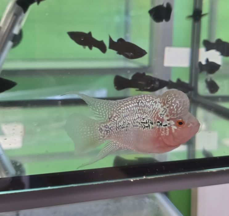 Pielegnica Flower Horn