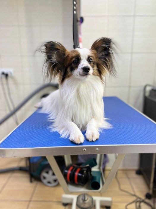 Продам собачку папільйон