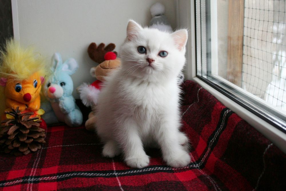 Британские котята шиншиллы купить