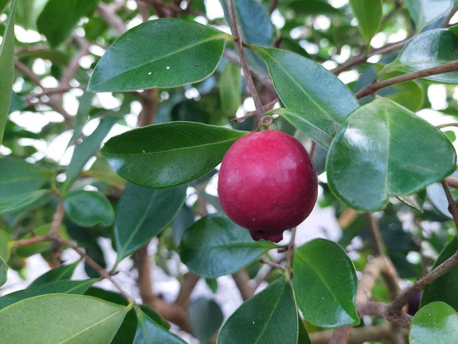 Araça Vermelho Mata Atlântica - Psidium cattleianum var. purpureum