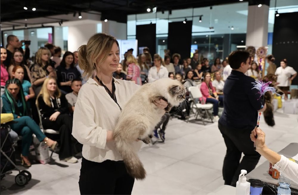 Kocurek Neva Masquarade Kot Syberyjski