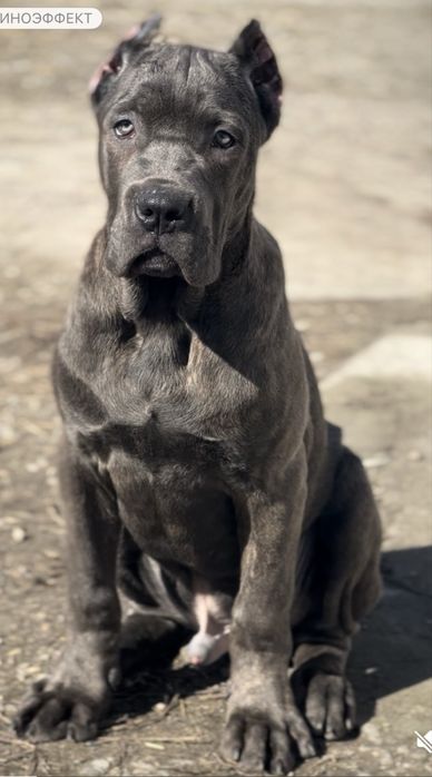 Щенки Кане Корсо