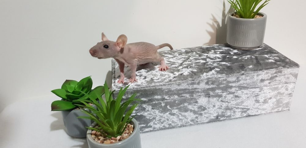 Szczur Szczury Szczurki wspaniałe ogonki Dowóz pod drzwi