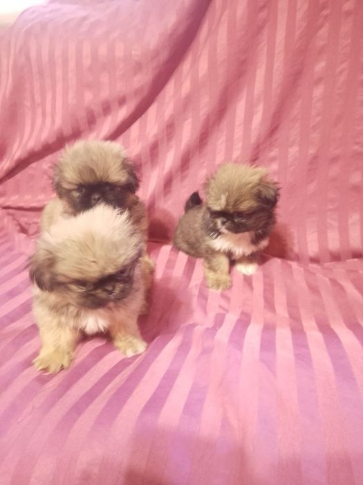 Продаються пекінеси!