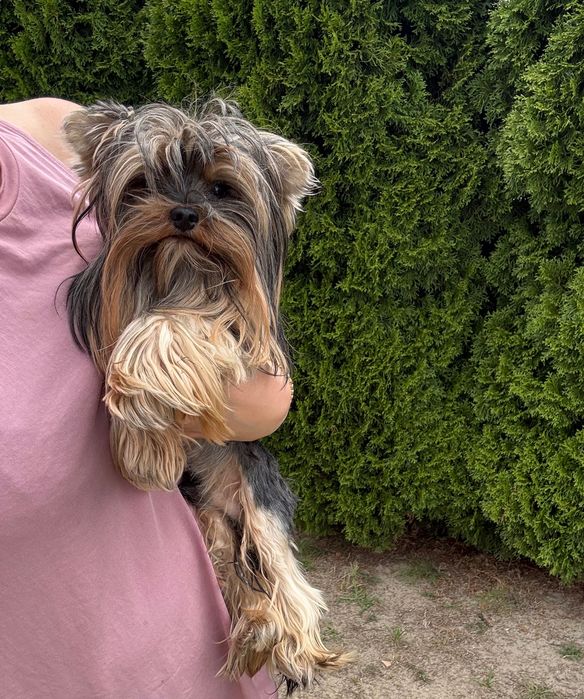 Yorkshire terrier samczyk xxs mini toy 12 miesięczny