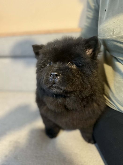 Chow chow piesek, szczeniak, podkarpacie