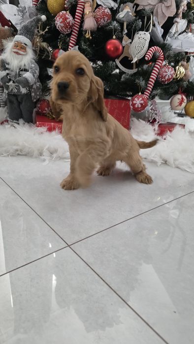 Cocker Spaniel dziewczynka