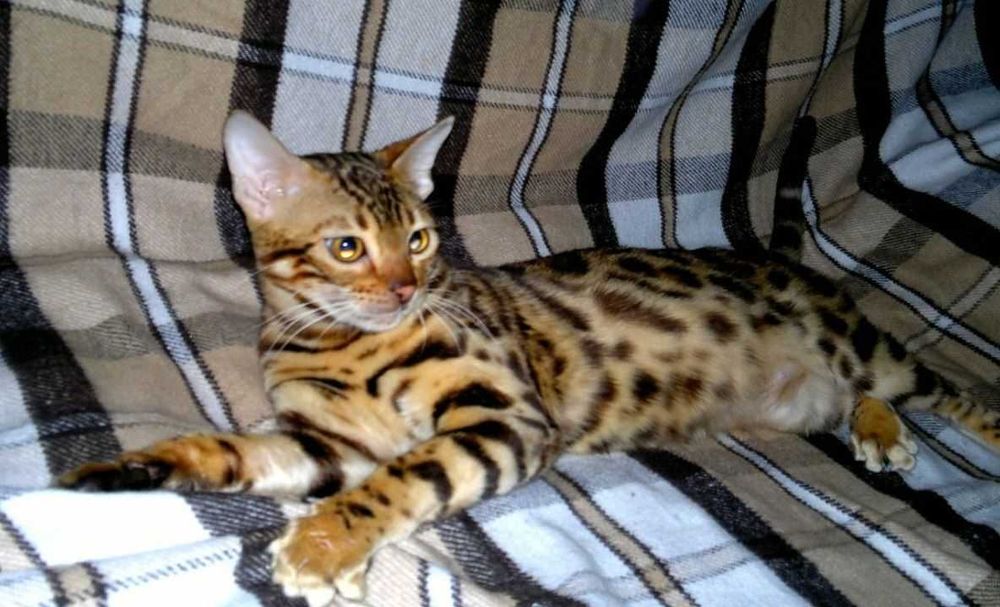 Яскрава BENn24 бенгальська F9 ALK для люблячої котів родини