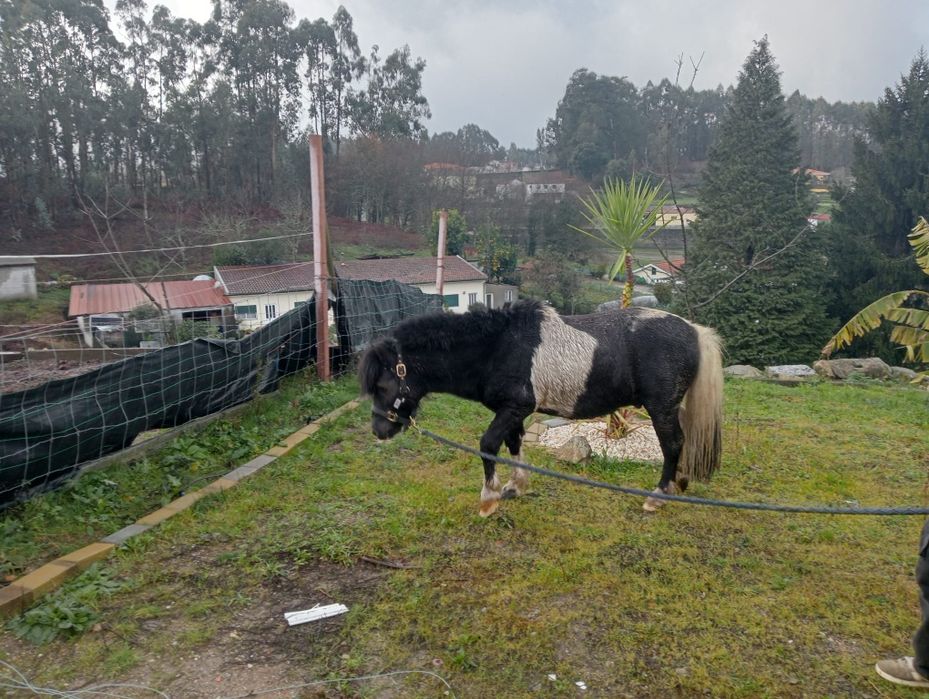 Pônei e charrete
