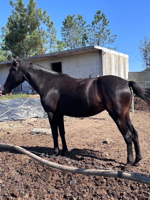 Cavalos eugua Lusitâna