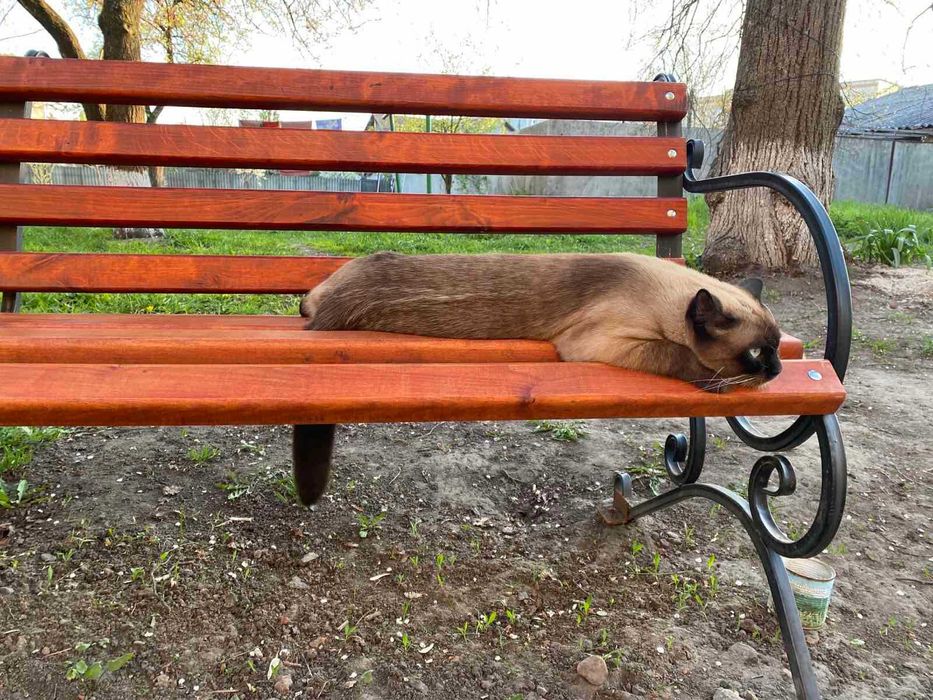 Тайський кіт шукає наречену