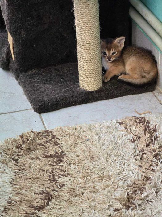 Продам кошенят Абіссинської породи