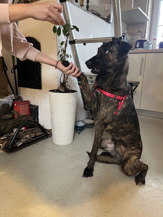 Дівчинка метис в сімʼю