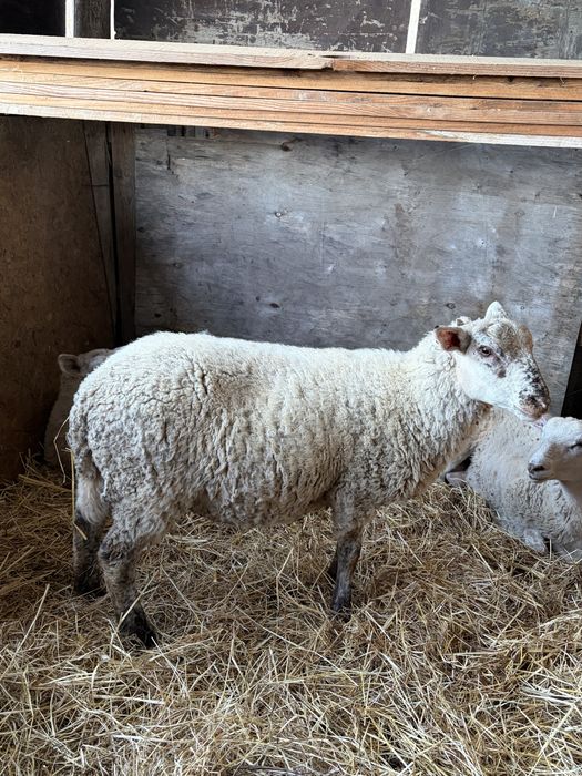Borregos Inra 401 x Suffolk