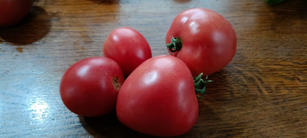 Nasiona pomidorów dużo odmian