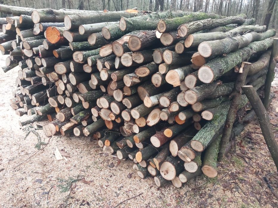 Drewno opałowe dębina