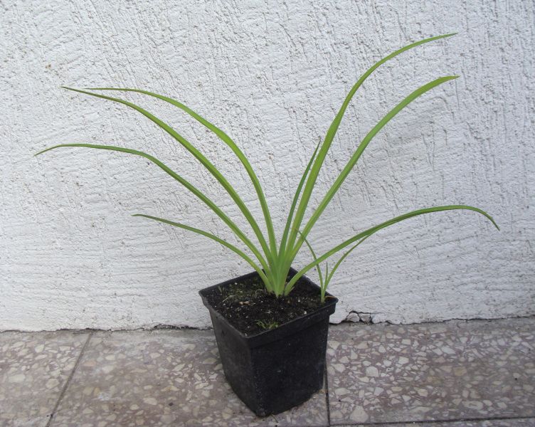 LILIOWIEC FLAMING SWOARD - sadzonki w doniczkach !