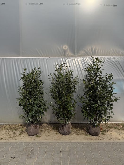 ->LAUROWIŚNIA HERBERGII 140-160 cm - Gotowy Żywopłot<-