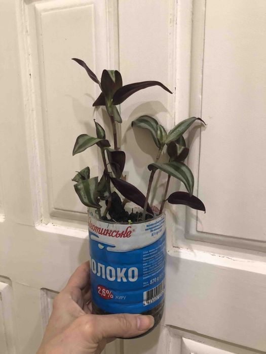 Растение Традесканция зебрина