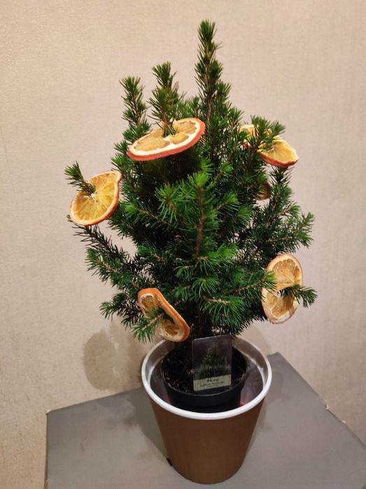 Ёлочка канадская в горшочке  Pecea glauca Perfecta