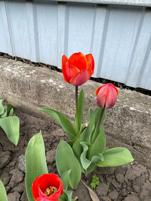 продам квіти тюльпанів та нарцисів