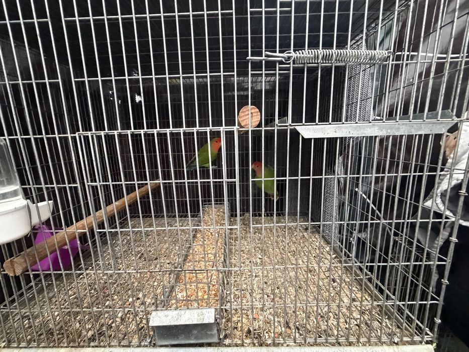 Vendo vários pássaros