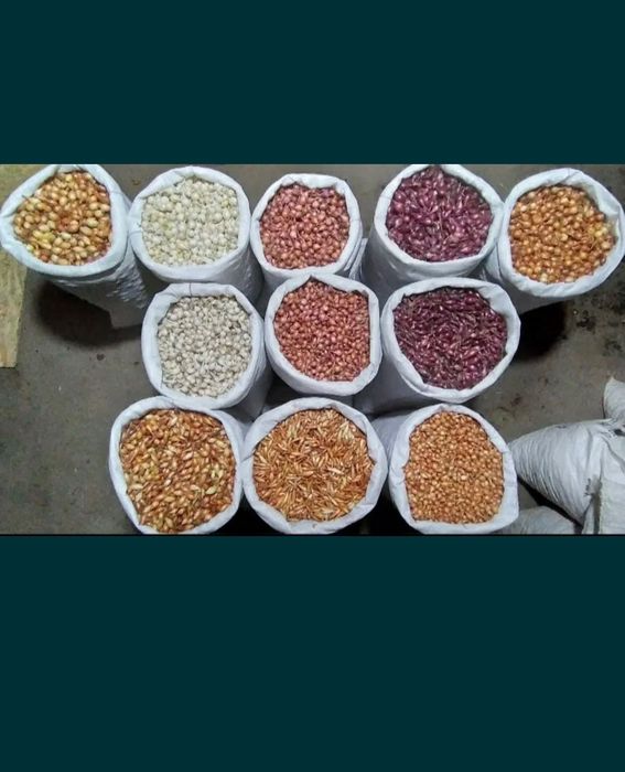 Продам лук- севок