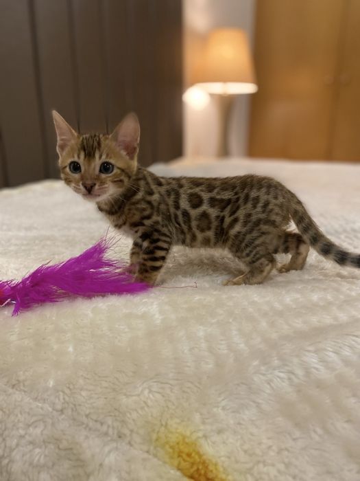 Gatinho Bengal Spotted Tabby Brown