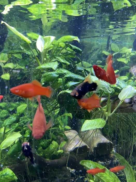 Мечоносець червоний та чорний