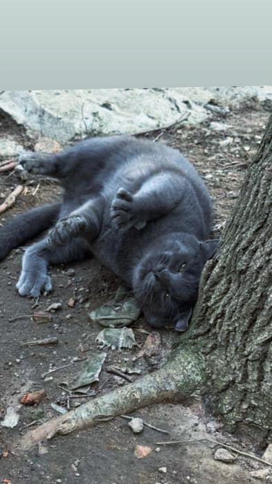Отдам серого кота, метис русской голубой, 1 год, кастрирован