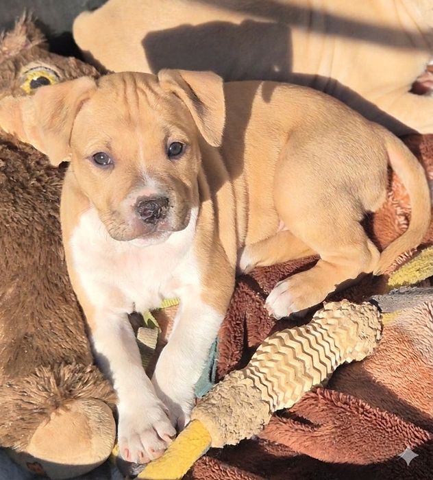 Miami , suczka amstaff,  super rodowód,