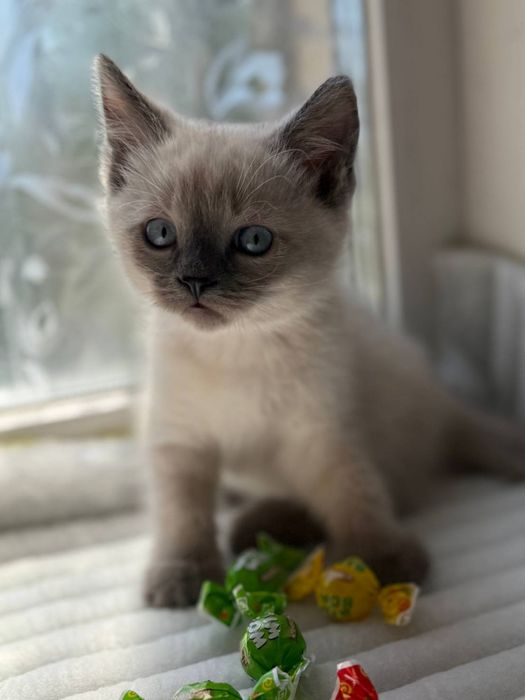 Тайський блю котик шукає родину