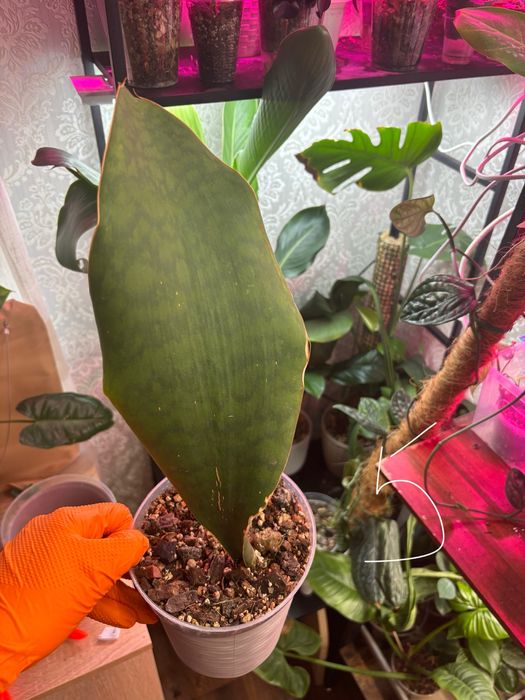 санса/ філодендрон біркін/ орхідея