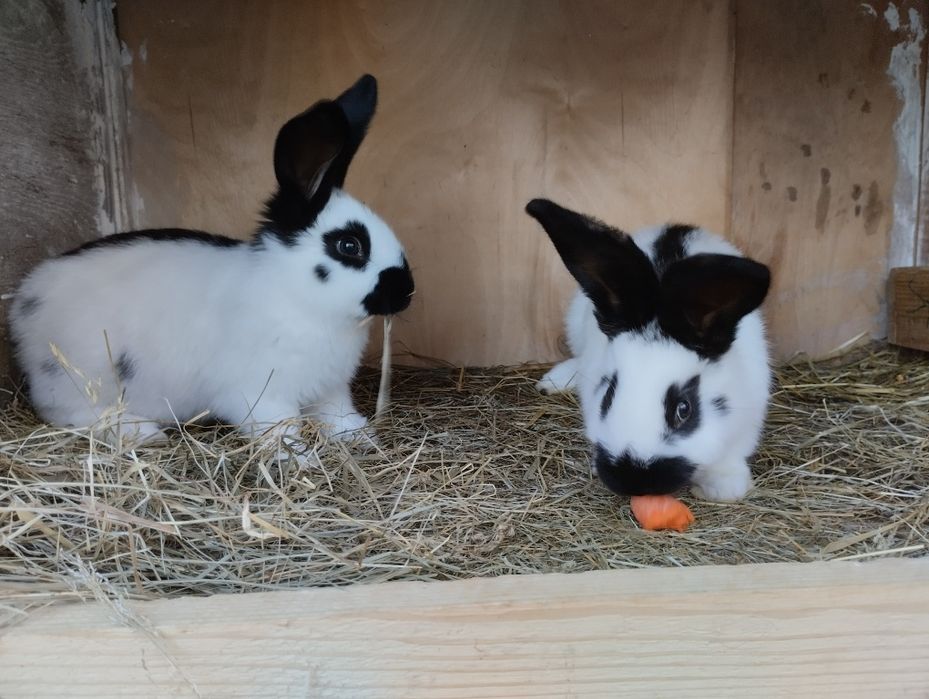 Sprzedam srokacz niemiecki