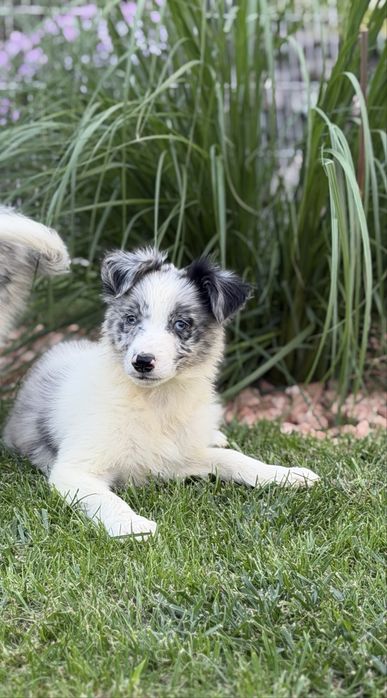 Piesek blue merle border collie