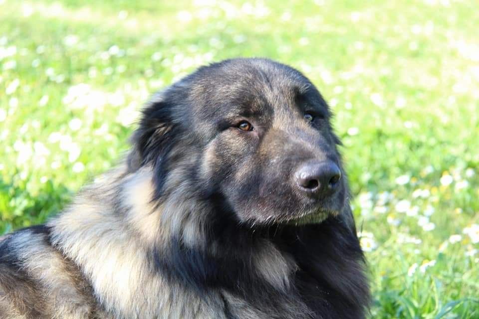 Cachorro Serra da Estrela