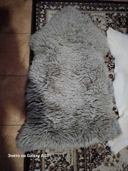 Шкура барана овцы