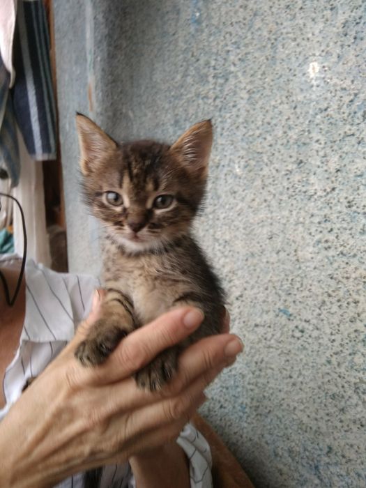 Рафик,1,6 месяцев в добрые руки!