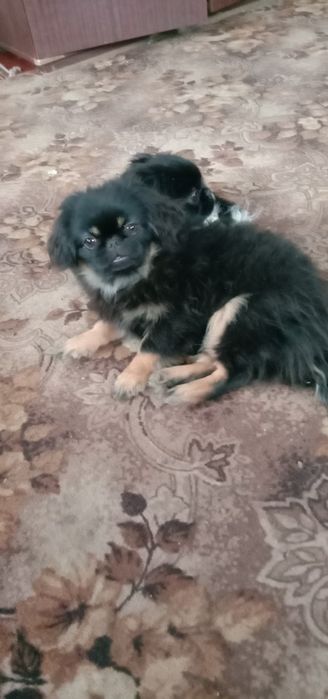 2 дуже грайливі дівчинки шукають нову родину.