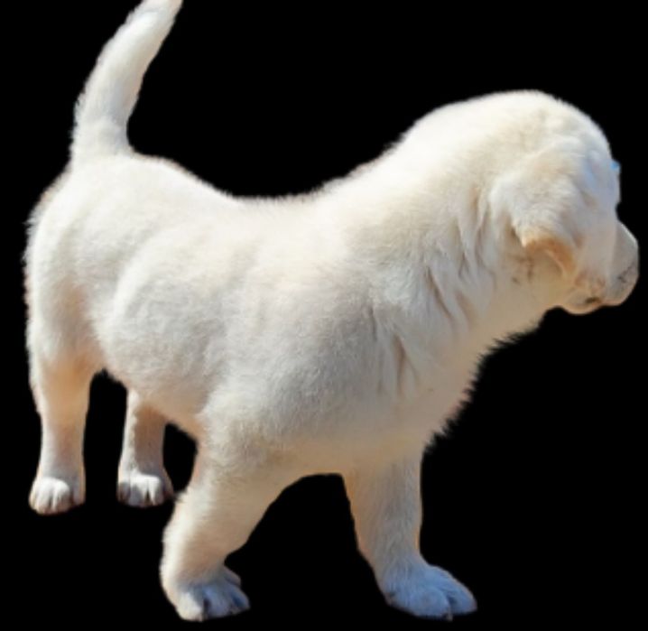 Лабрадори кращій подарок элітні цуценята розплідника є Доставка