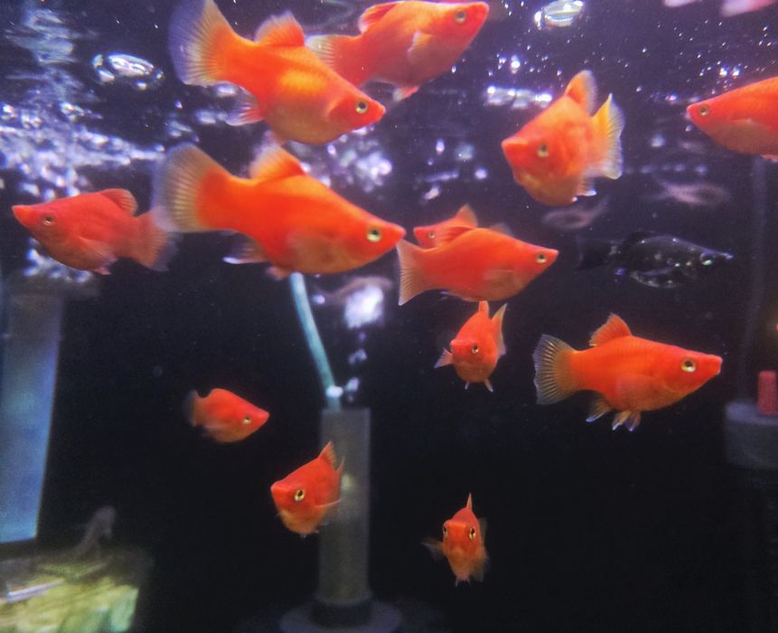 Platka red balonowa (czerwona)