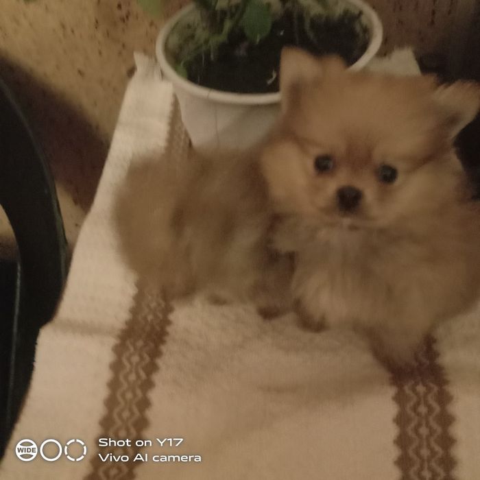 Хлопчики. Померанський шпіц.