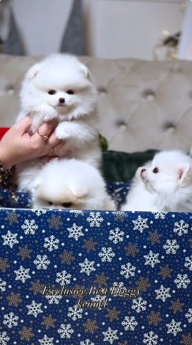 Білі SUPER VIP міні цуценята  померанські шпіци ведмедики з документам