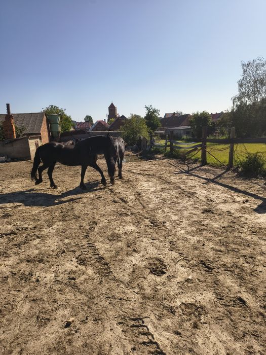 Ogier rasy fryzyjski na sprzedaż