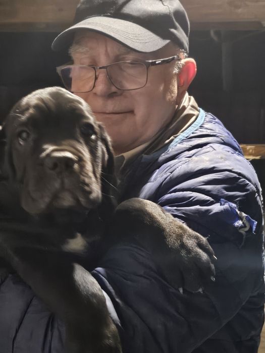 Cane corso czarne  szczenię ,domowa hodowla chip,rodowód
