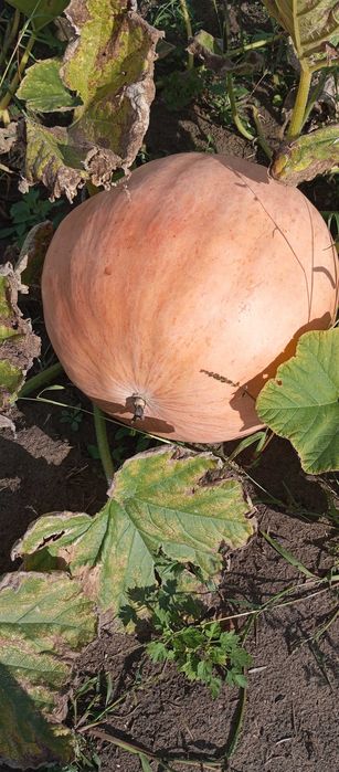 Dynia bambino świeża 1kg.