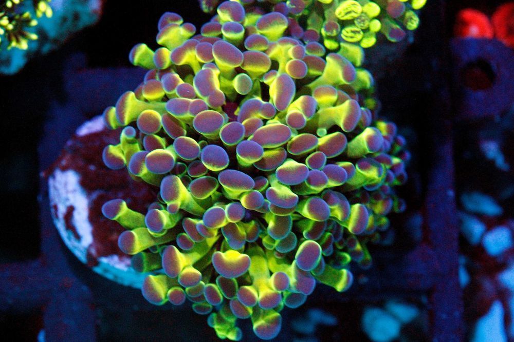 Euphylia Paraancora Hologram Główka FLUOLAMPS.PL WYSYLKI PROMOCJA