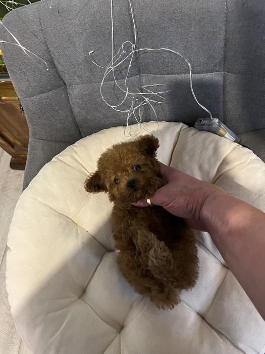 Той пудель тикап той пудель тікап кітай